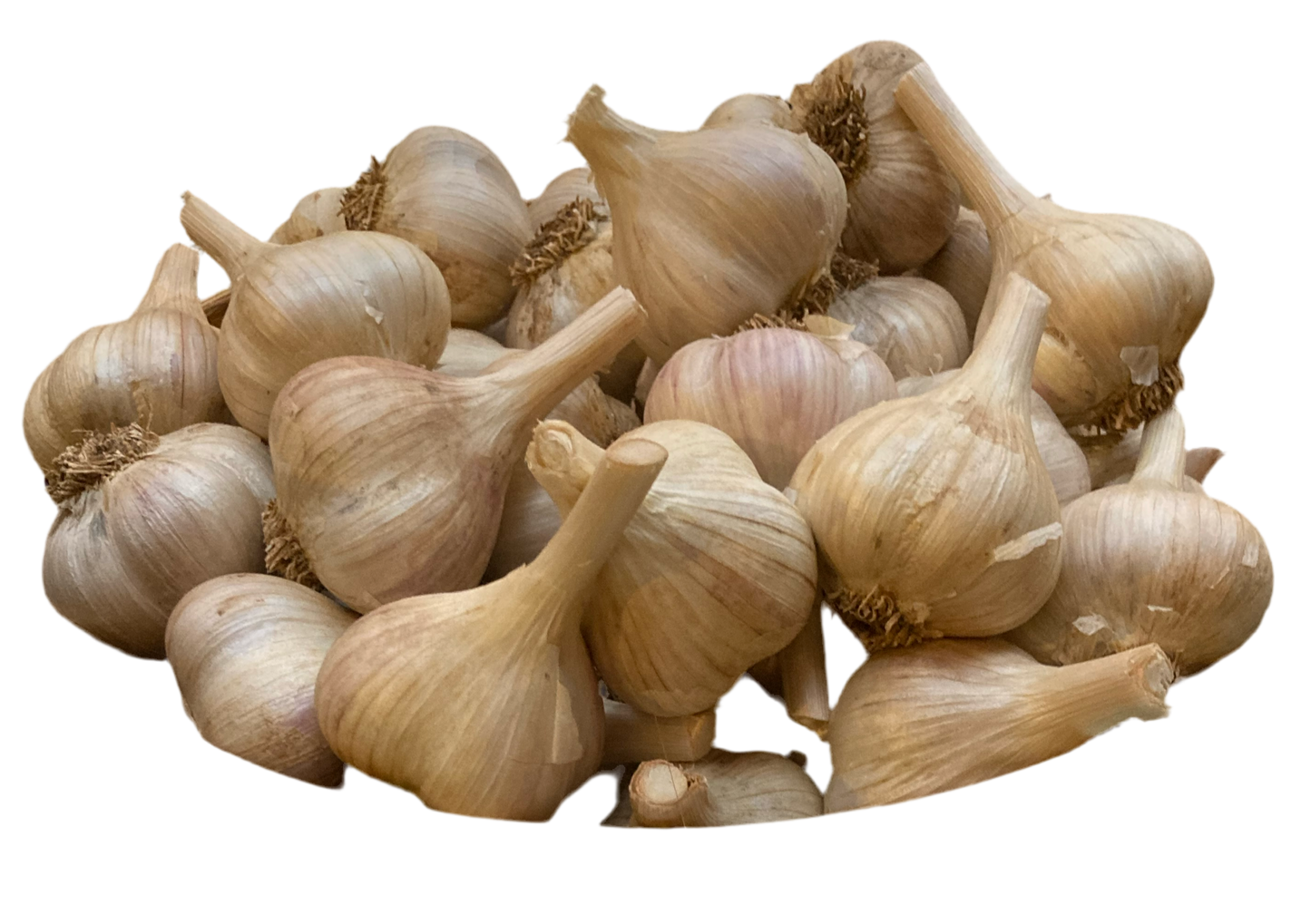 Garlic - Music